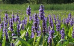 Heartleaf Purple Pickerel Weed (Pontaderia Cordata) - 1 Gallon Pot -Garden & Outdoor Sale Shop pontederia cordata pickerel weed 2