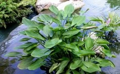 Heartleaf Purple Pickerel Weed (Pontaderia Cordata) - 1 Gallon Pot -Garden & Outdoor Sale Shop pontederia cordata pickerel weed 3