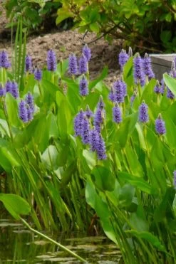 Heartleaf Purple Pickerel Weed (Pontaderia Cordata) - 1 Gallon Pot -Garden & Outdoor Sale Shop pontederia cordata pickerel weed 5