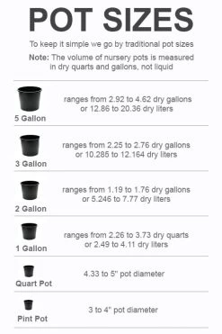Lionheart Japanese Maple - 5 Gallon Pot -Garden & Outdoor Sale Shop pot size chart 2022 846
