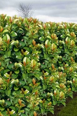 Volcano English Cherry Laurel (Prunus Laurocersasus) - 1 Gallon Pot -Garden & Outdoor Sale Shop prunus laurocerasus volcano english cherry laurel 3