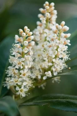 Volcano English Cherry Laurel (Prunus Laurocersasus) - 1 Gallon Pot -Garden & Outdoor Sale Shop prunus laurocerasus volcano english cherry laurel 4