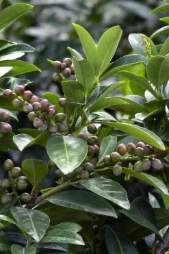 Volcano English Cherry Laurel (Prunus Laurocersasus) - 1 Gallon Pot -Garden & Outdoor Sale Shop prunus laurocerasus volcano english cherry laurel 6