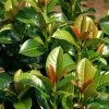 Volcano English Cherry Laurel (Prunus Laurocersasus) - 1 Gallon Pot -Garden & Outdoor Sale Shop prunus laurocerasus volcano english cherry laurel 7