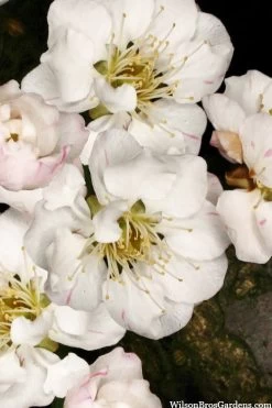 Fragrant Snow Japanese Flowering Apricot (Prunus Mume) - 3 Gallon Pot 10 Fragrant Snow Japanese Flowering Apricot (Prunus Mume) - 3 Gallon Pot -Garden & Outdoor Sale Shop prunus mume fragrant snow japanese flowering apricot 10