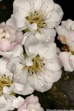 Fragrant Snow Japanese Flowering Apricot (Prunus Mume) - 3 Gallon Pot 13 Fragrant Snow Japanese Flowering Apricot (Prunus Mume) - 3 Gallon Pot -Garden & Outdoor Sale Shop prunus mume fragrant snow japanese flowering apricot 2