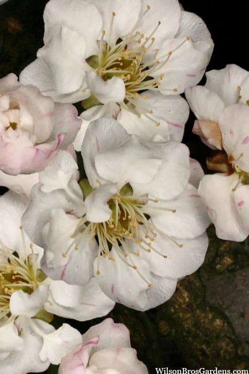 Fragrant Snow Japanese Flowering Apricot (Prunus Mume) - 3 Gallon Pot 8 Fragrant Snow Japanese Flowering Apricot (Prunus Mume) - 3 Gallon Pot - Image 6