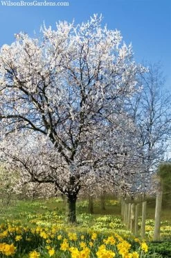 Fragrant Snow Japanese Flowering Apricot (Prunus Mume) - 3 Gallon Pot 11 Fragrant Snow Japanese Flowering Apricot (Prunus Mume) - 3 Gallon Pot -Garden & Outdoor Sale Shop prunus mume fragrant snow japanese flowering apricot 7