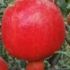 Russian Cold Hardy Pomegranate - 3 Gallon Pot