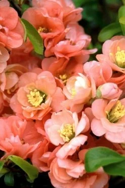 Cameo Flowering Quince - 2 Gallon Pot -Garden & Outdoor Sale Shop quince cameo bloom