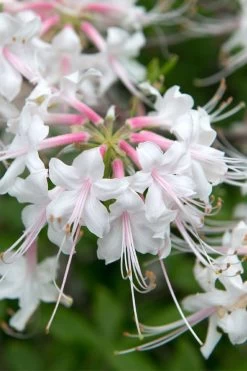 White Alabama Native Azalea (Rhododendron Alabamense) - 3 Gallon Pot -Garden & Outdoor Sale Shop rhododendron alabamense alabama native azalea 3