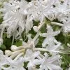 White Alabama Native Azalea (Rhododendron Alabamense) - 3 Gallon Pot -Garden & Outdoor Sale Shop rhododendron alabamense alabama native azalea 5