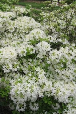 White Alabama Native Azalea (Rhododendron Alabamense) - 3 Gallon Pot -Garden & Outdoor Sale Shop rhododendron alabamense alabama native azalea 6