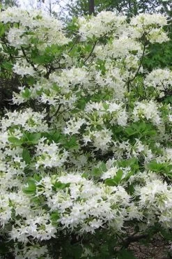 White Alabama Native Azalea (Rhododendron Alabamense) - 3 Gallon Pot -Garden & Outdoor Sale Shop rhododendron alabamense alabama native azalea 8