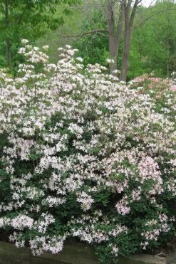 Coastal Azalea (Rhododendron Atlanticum) - 1 Gallon Pot -Garden & Outdoor Sale Shop rhododendron atlanticum coastal azalea 1 1