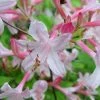 Coastal Azalea (Rhododendron Atlanticum) - 3 Gallon Pot -Garden & Outdoor Sale Shop rhododendron atlanticum coastal azalea 6