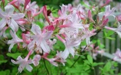 Coastal Azalea (Rhododendron Atlanticum) - 3 Gallon Pot -Garden & Outdoor Sale Shop rhododendron atlanticum coastal azalea 7