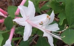 Coastal Azalea (Rhododendron Atlanticum) - 1 Gallon Pot -Garden & Outdoor Sale Shop rhododendron atlanticum coastal azalea 8 1