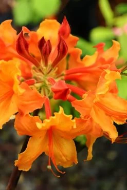 Andrew J. Boike Alabama Flame Native Azalea Azalea - 3 Gallon Pot -Garden & Outdoor Sale Shop rhododendron austrinum andrew j boike native azalea 5