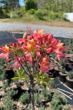 Cotton Candy Native Azalea (Rhododendron) - 3 Gallon Pot -Garden & Outdoor Sale Shop rhododendron cotton candy native azalea 1