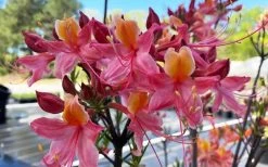 Cotton Candy Native Azalea (Rhododendron) - 3 Gallon Pot -Garden & Outdoor Sale Shop rhododendron cotton candy native azalea 5