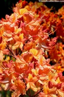 Tallulah Sunrise Native Azalea (Rhododendron) - 3 Gallon Pot -Garden & Outdoor Sale Shop rhododendron tallulah sunrise native azalea 102