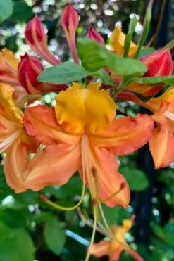 Verdie Sommerville Azalea (Rhododendron) - 3 Gallon Pot -Garden & Outdoor Sale Shop rhododendron verdie sommerville azalea 1