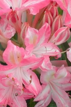 Ribbon Candy Swamp Azalea (Rhododendron Viscosum) - 3 Gallon Pot -Garden & Outdoor Sale Shop rhododendron viscosum ribbon candy swamp azalea 1