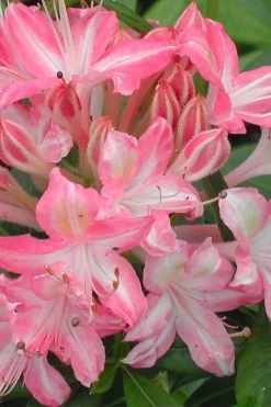 Ribbon Candy Swamp Azalea (Rhododendron Viscosum) - 2 Gallon Pot