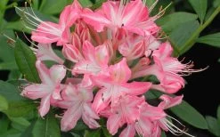 Ribbon Candy Swamp Azalea (Rhododendron Viscosum) - 2 Gallon Pot -Garden & Outdoor Sale Shop rhododendron viscosum ribbon candy swamp azalea 3 1