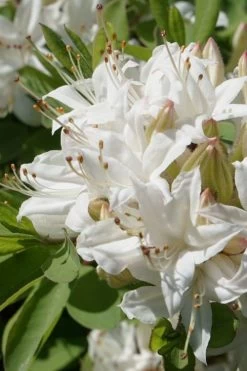 Swamp Azalea (Rhododendron Viscosum) - 1 Gallon Pot -Garden & Outdoor Sale Shop rhododendron viscosum swamp azalea 1