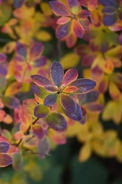 Swamp Azalea (Rhododendron Viscosum) - 1 Gallon Pot -Garden & Outdoor Sale Shop rhododendron viscosum swamp azalea 2