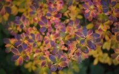 Ribbon Candy Swamp Azalea (Rhododendron Viscosum) - 2 Gallon Pot -Garden & Outdoor Sale Shop rhododendron viscosum swamp azalea 3 1