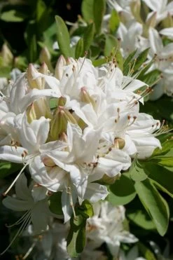 Swamp Azalea (Rhododendron Viscosum) - 1 Gallon Pot -Garden & Outdoor Sale Shop rhododendron viscosum swamp azalea 5