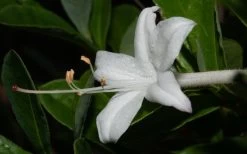 Swamp Azalea (Rhododendron Viscosum) - 1 Gallon Pot -Garden & Outdoor Sale Shop rhododendron viscosum swamp azalea 8