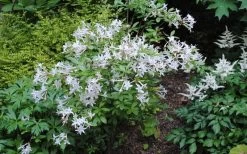 Swamp Azalea (Rhododendron Viscosum) - 1 Gallon Pot -Garden & Outdoor Sale Shop rhododendron viscosum swamp azalea 9