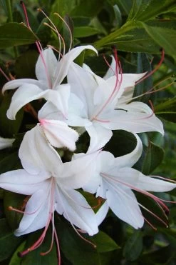 Weston's Innocence Fragrant Swamp Azalea (Rhododendron) - 3 Gallon Pot -Garden & Outdoor Sale Shop rhododendron viscosum westons innocence native azalea 1