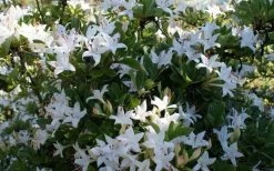 Weston's Innocence Fragrant Swamp Azalea (Rhododendron) - 3 Gallon Pot -Garden & Outdoor Sale Shop rhododendron viscosum westons innocence swamp azalea 3