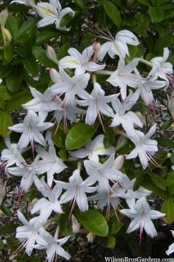 Weston's Innocence Fragrant Swamp Azalea (Rhododendron) - 3 Gallon Pot
