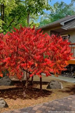Staghorn Sumac (Rhus Typhina) - 3 Gallon Pot -Garden & Outdoor Sale Shop rhus typhina staghorn sumac 10