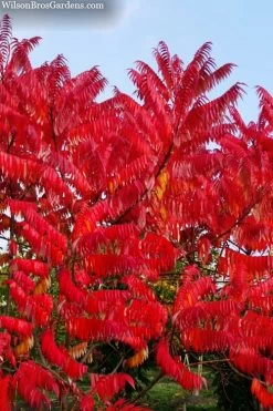 Staghorn Sumac (Rhus Typhina) - 3 Gallon Pot