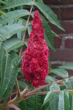 Staghorn Sumac (Rhus Typhina) - 3 Gallon Pot -Garden & Outdoor Sale Shop rhus typhina staghorn sumac 2