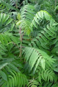 Staghorn Sumac (Rhus Typhina) - 3 Gallon Pot -Garden & Outdoor Sale Shop rhus typhina staghorn sumac 3