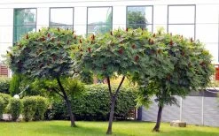 Staghorn Sumac (Rhus Typhina) - 3 Gallon Pot -Garden & Outdoor Sale Shop rhus typhina staghorn sumac 5