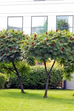 Staghorn Sumac (Rhus Typhina) - 3 Gallon Pot -Garden & Outdoor Sale Shop rhus typhina staghorn sumac 7