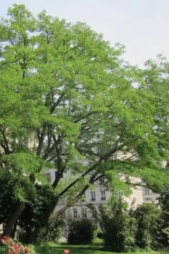 Black Locust Tree - 3 Gallon Pot -Garden & Outdoor Sale Shop robinia pseudoacacia black locust tree 10
