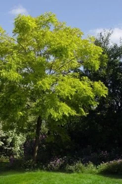 Black Locust Tree - 3 Gallon Pot -Garden & Outdoor Sale Shop robinia pseudoacacia black locust tree 11
