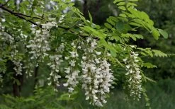 Black Locust Tree - 3 Gallon Pot -Garden & Outdoor Sale Shop robinia pseudoacacia black locust tree 15