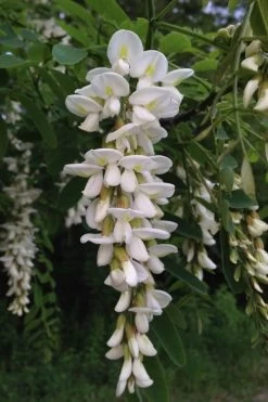 Black Locust Tree - 3 Gallon Pot -Garden & Outdoor Sale Shop robinia pseudoacacia black locust tree 17