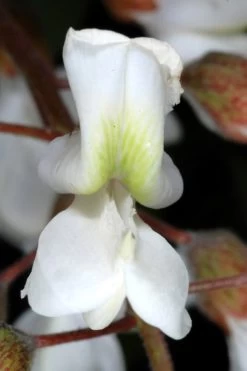 Black Locust Tree - 3 Gallon Pot -Garden & Outdoor Sale Shop robinia pseudoacacia black locust tree 2
